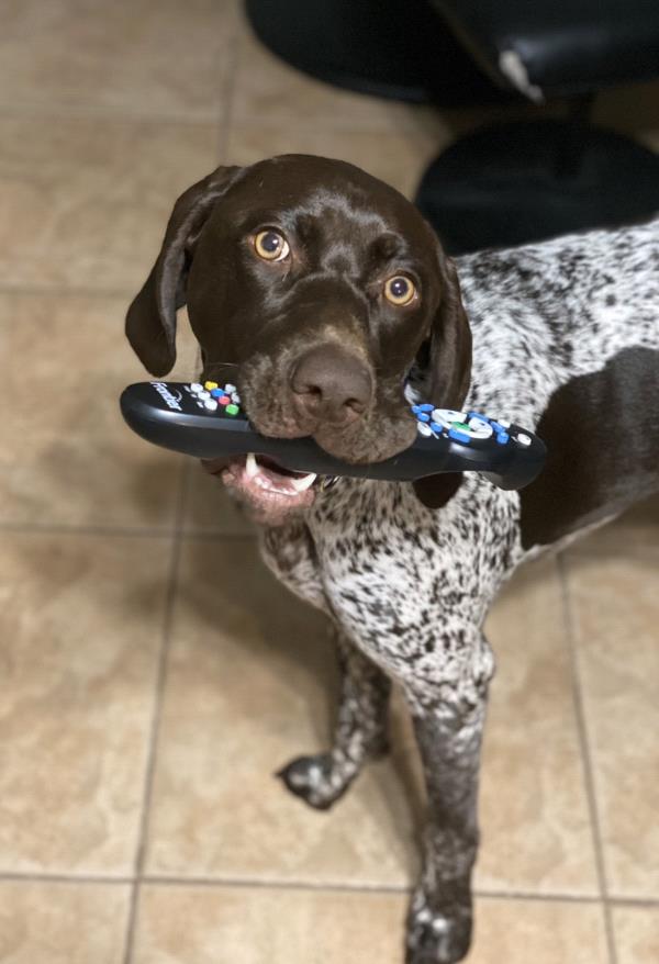 /images/uploads/southeast german shorthaired pointer rescue/segspcalendarcontest2021/entries/21745thumb.jpg